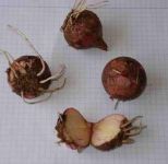 lampascio fructus 1