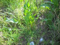 lingua di bue o Rumex crispus
