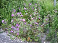 malva con fiori