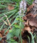 menta fiorita