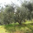 olivo