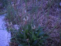 piant lanceol