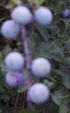 prugnolo frutti