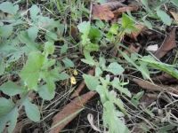 rucola colt 3
