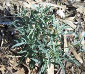 rucola selv