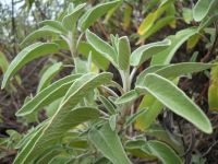 salvia 4