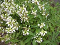 salvia sclarea 2