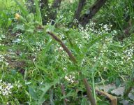 sonco fiorito bis