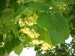 tigliflor1