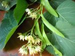 tigliflor2 bis1