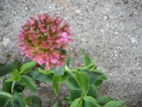 valerian 5