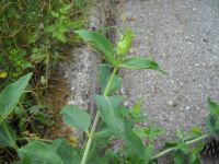 valerian piant 3