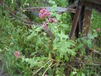 valeriana 1